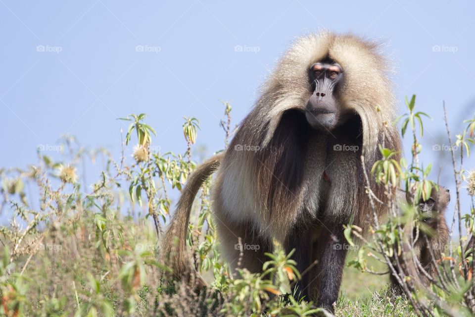 Gelada Monkeys in the Simian Mountains, Ethiopia
