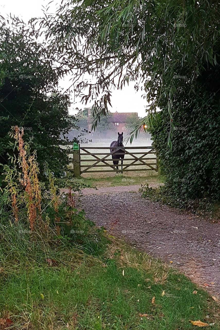 horse in the mist