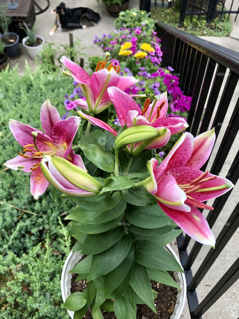 Backyard pretty purple pink showy lily lilies flower flowers daisy petunia Australian  Shepherd pet dog patio plants container garden gardening glimmers small moments of happiness summer nature lazy Saturday morning weather relaxing blooming buds