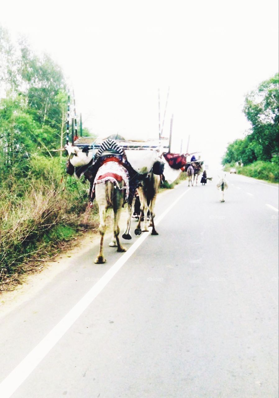 color photo,Nomadic people photo,Indian nomadic people,camel and sheep herder,color photo of nomadic people,nomadic people with camels,photo of people wandering from place to place,a colorful artistic photo