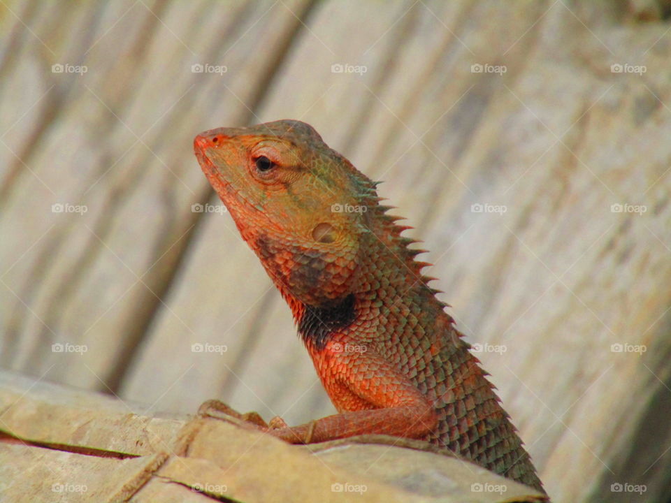 The oriental garden lizard, eastern garden lizard, bloodsucker or changeable lizard (Calotes versicolor) is an agamid lizard found widely distributed in indo-Malaya