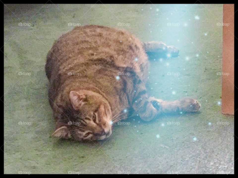 A chubby household cat named Kitty. He is just lying on one side of his large body for relaxation on a Saturday afternoon.