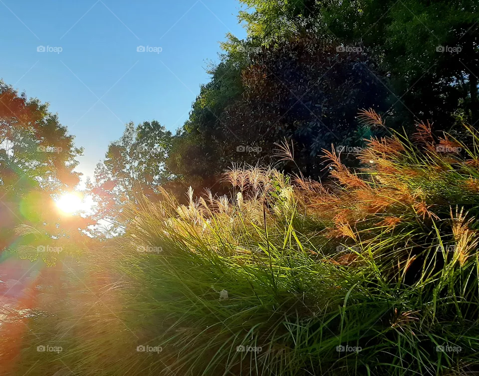 Ornamental grasses.Sunset