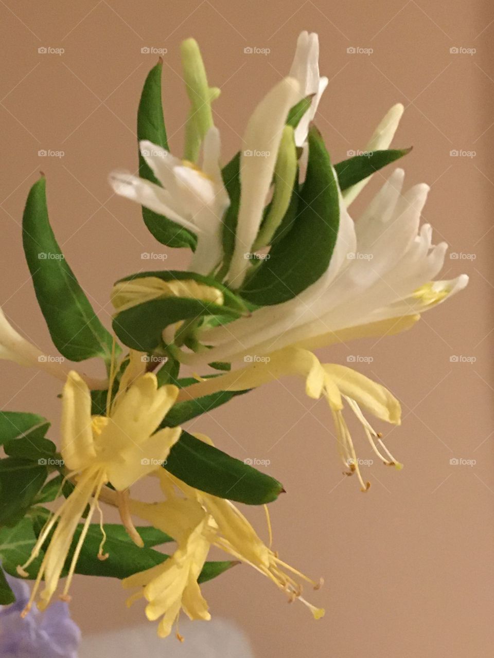 Close up of honeysuckle flowers