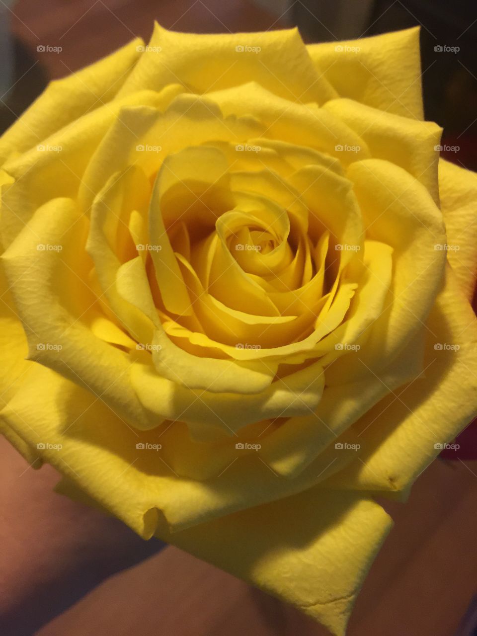 Yellow rose from a Rose garden and this is my favorite color of Rose 