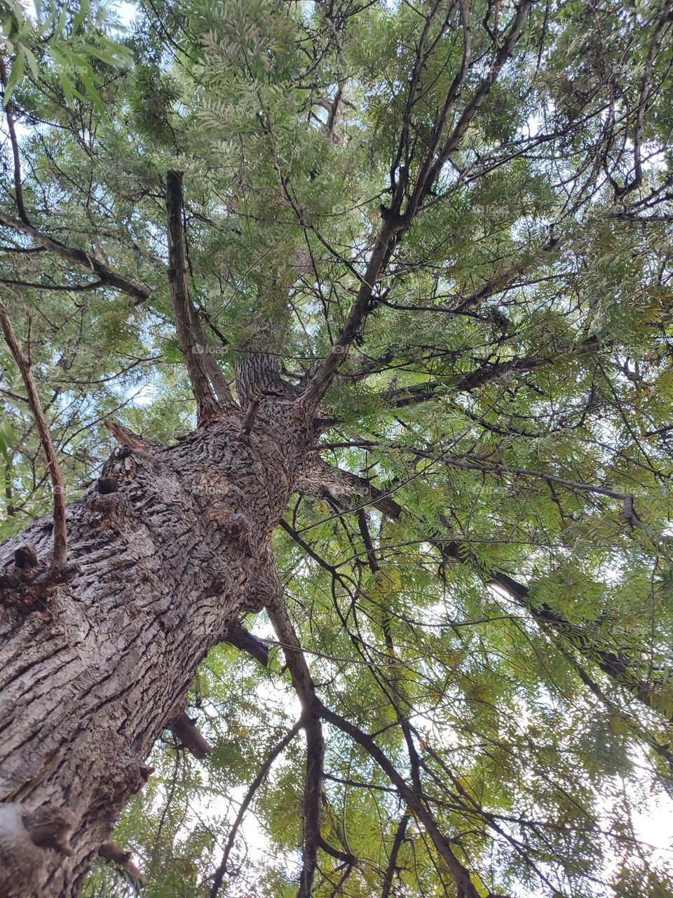 Looking up in a big old tree