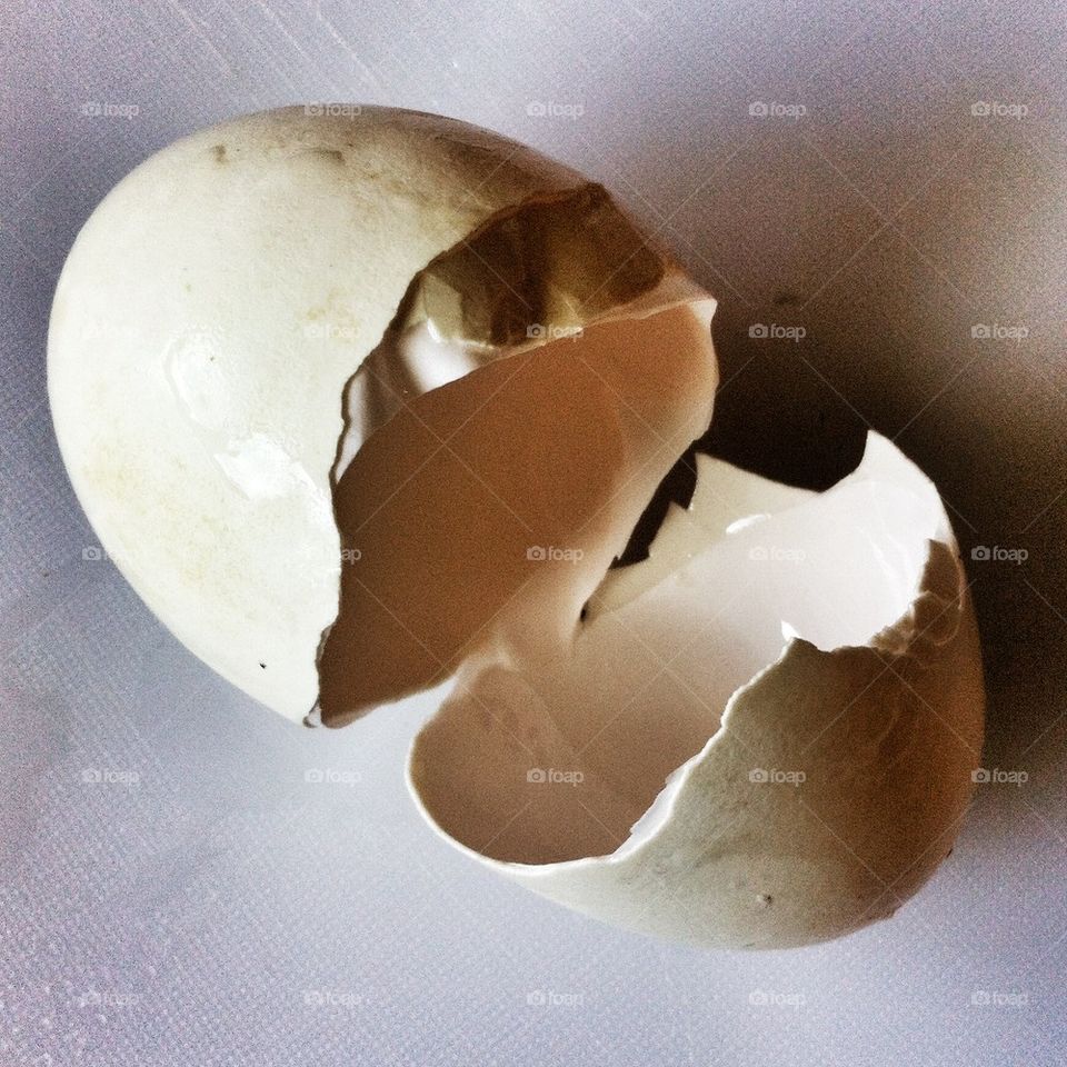 Egg shell 