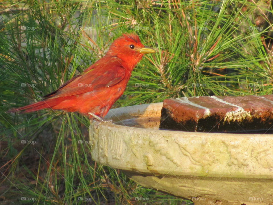 Summer Tanager