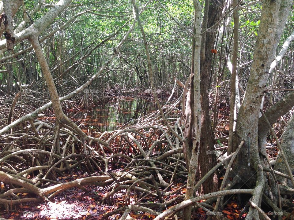 Into the woods. Into the woods of Mangroves in the middle of the Everglades