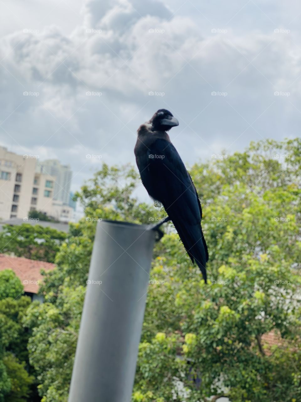 Bird viewing 