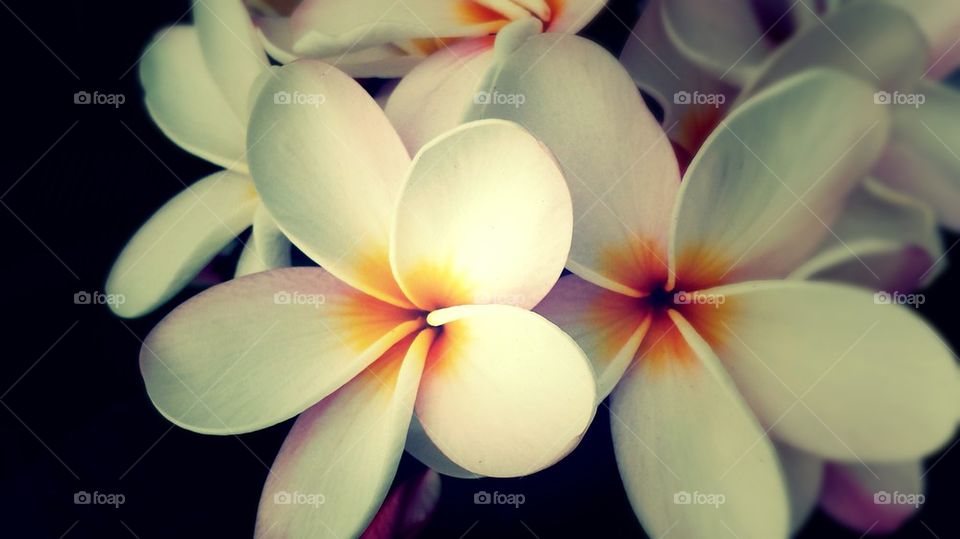 Plumeria