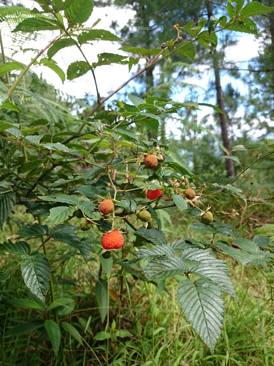 exotic wild fruit in the forest