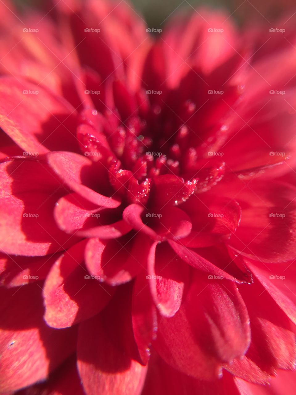 Red Aster