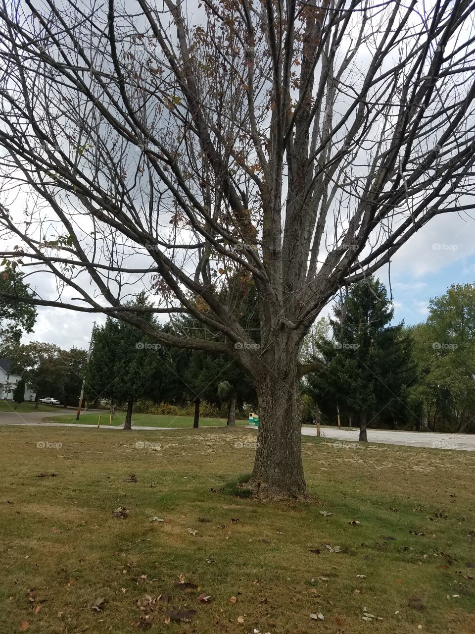 fall season and tree without leaf