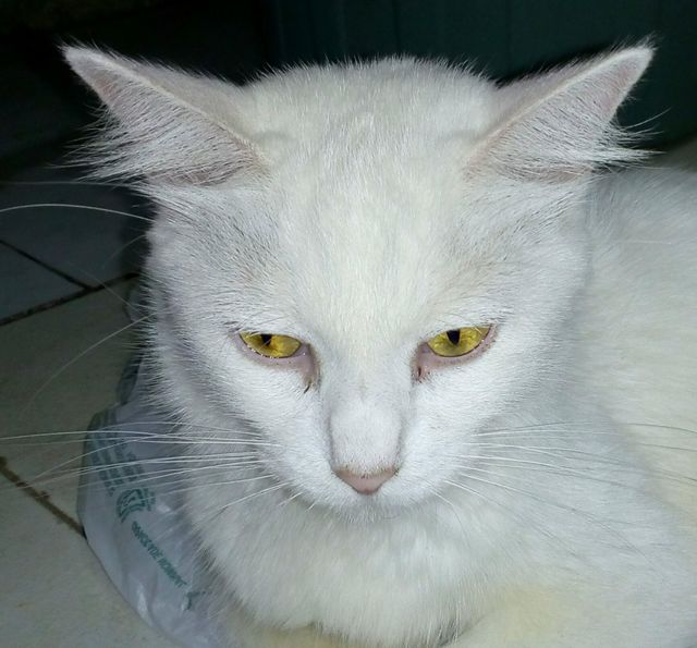 gato