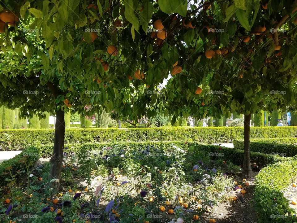 Orange Trees - Orchard and Garden in Spain