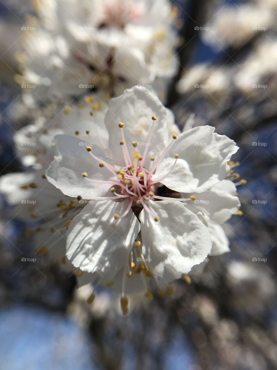 Beautiful spring tree 