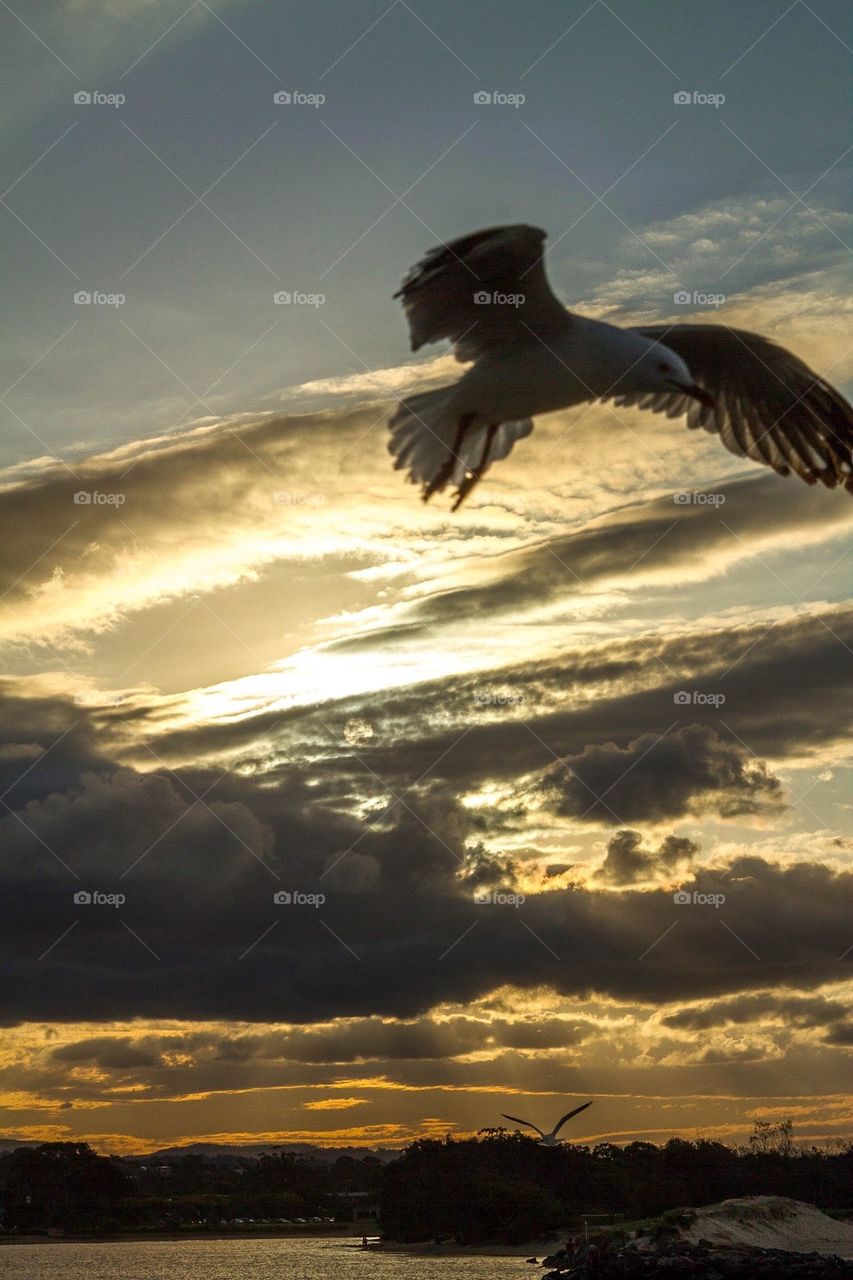 Seagull at sunset