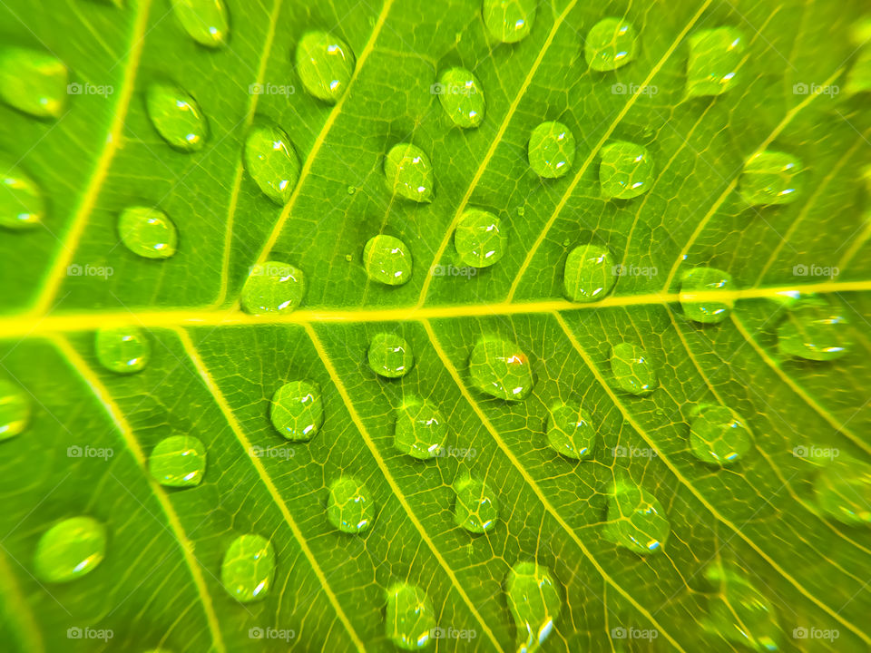 full frame shot of water drops on green bodhi leaves