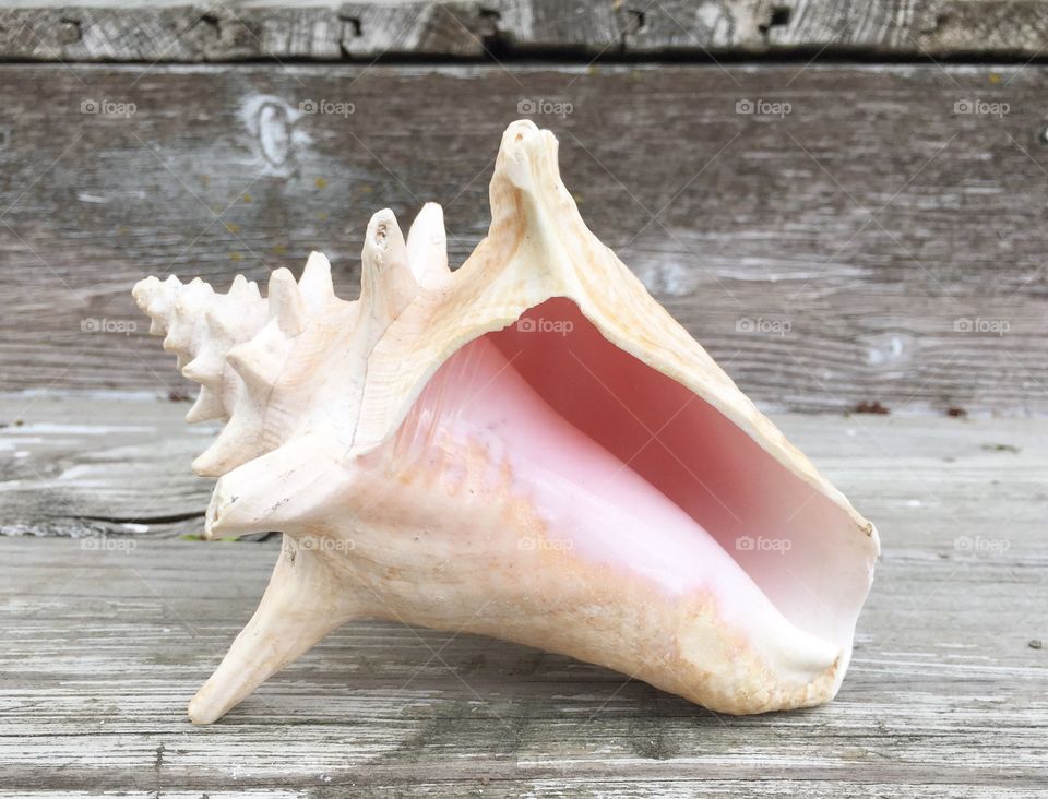 Close-up of conch seashell