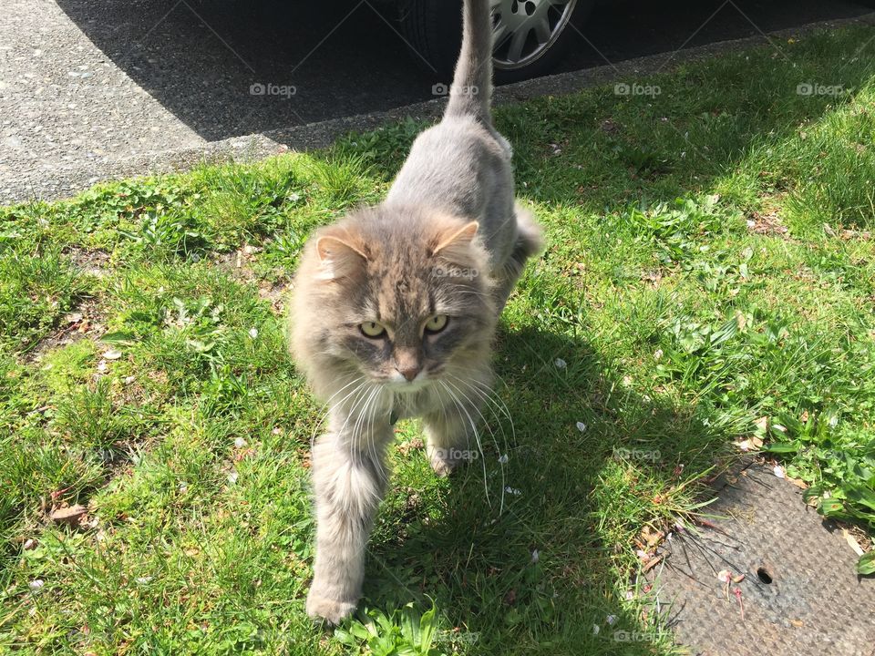 Malgroomed cat with attitude 