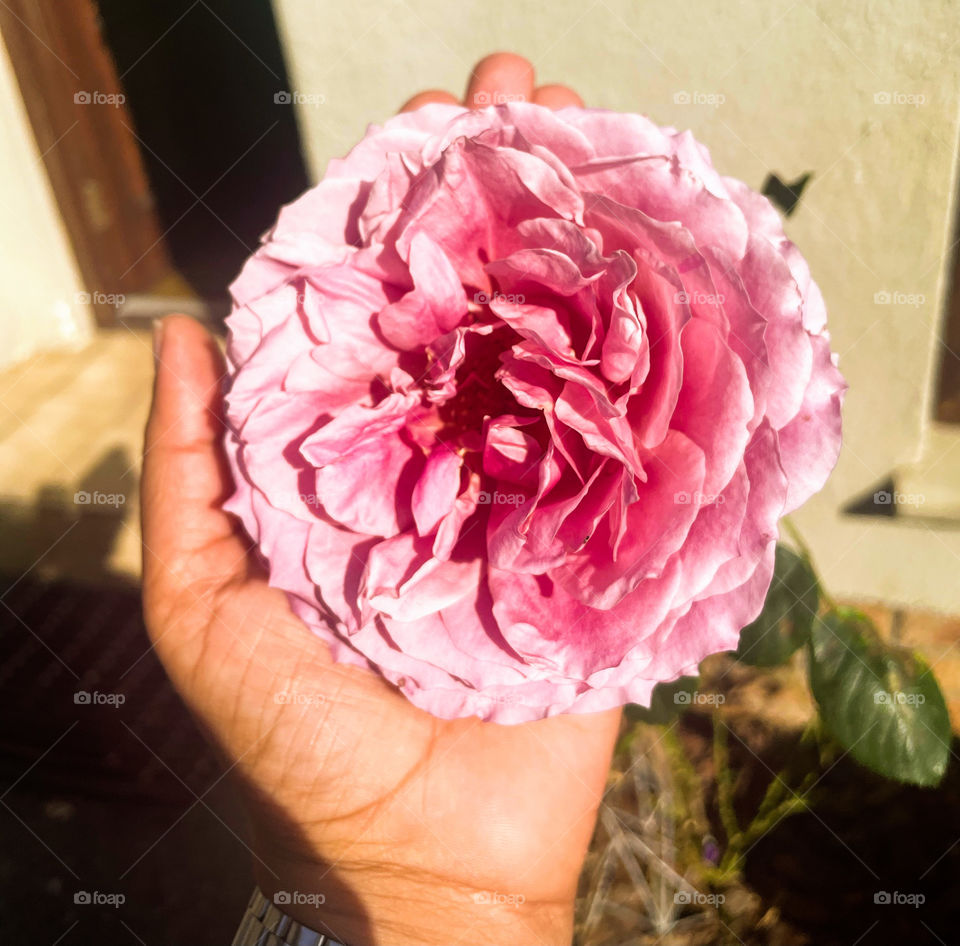 Garden rose 