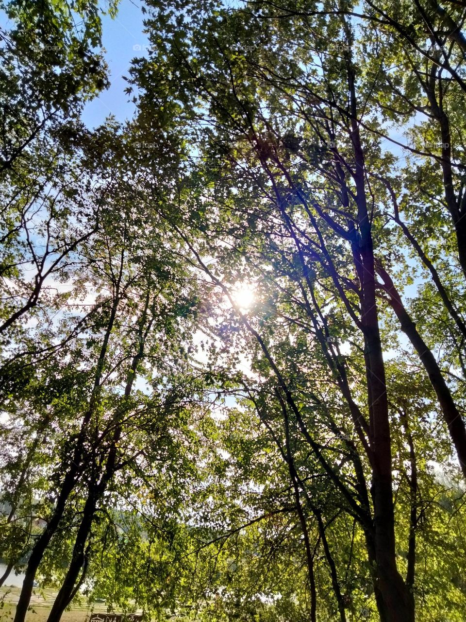 glimpses of the sun from behind the trees in a magical forest