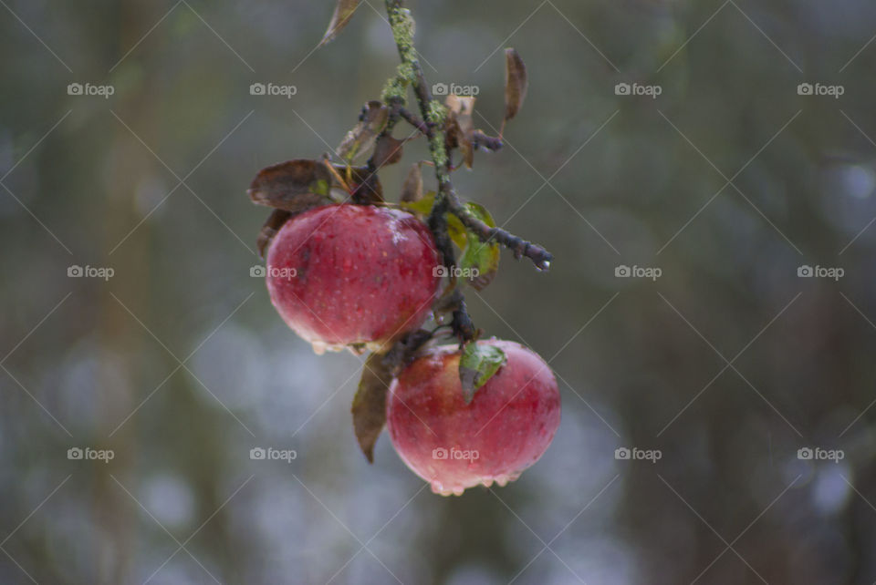 apple orchard under snow