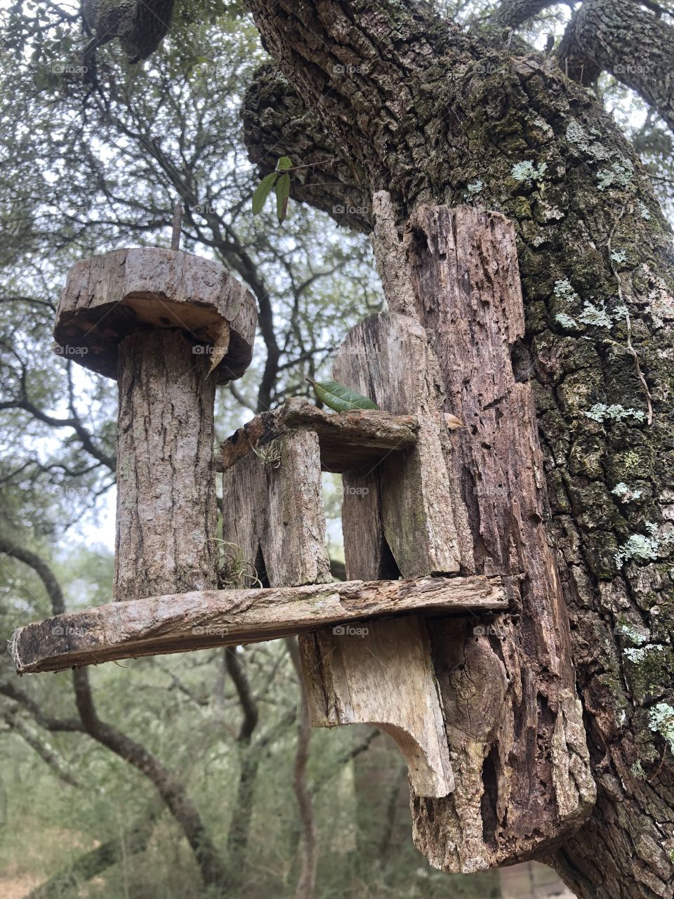 Found this old and weathered bird house on a tree here at the ranch in Texas. Have no idea how long it’s been here but will put some bird seed out on the little weathered table!