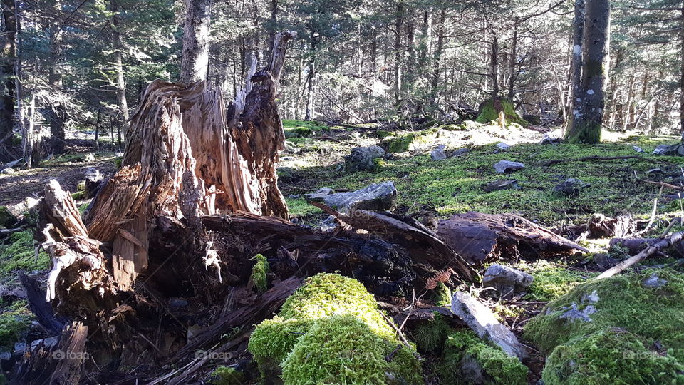 Spring wood in Greece mountains