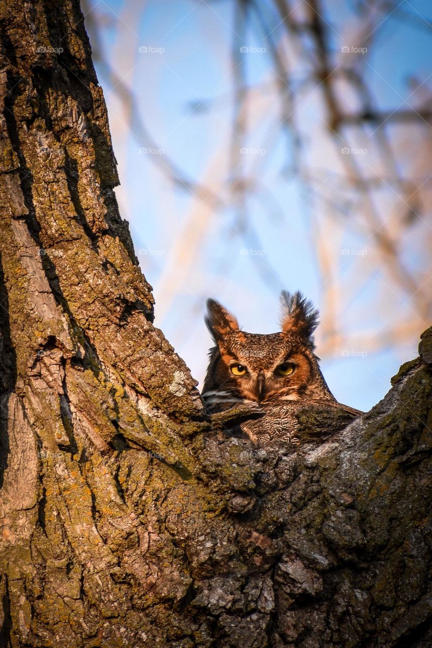 A female, great horn owl stares directly into the camera