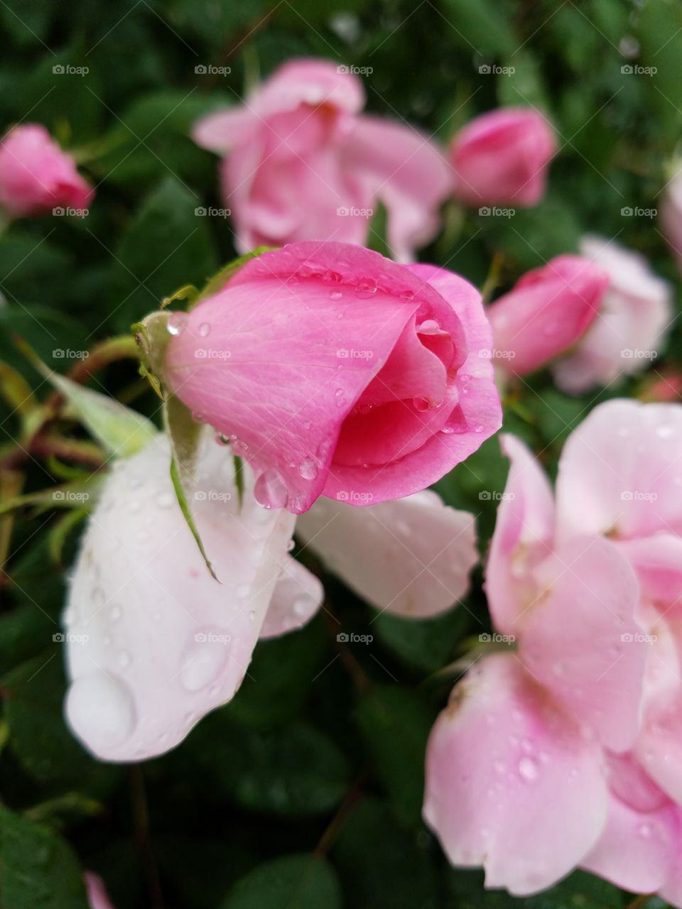 blooming roses