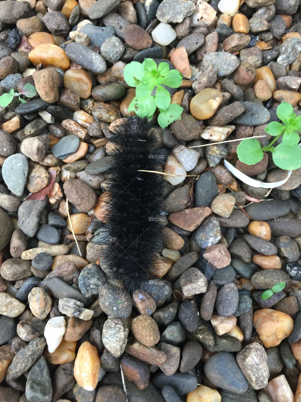Black fuzzy worm 