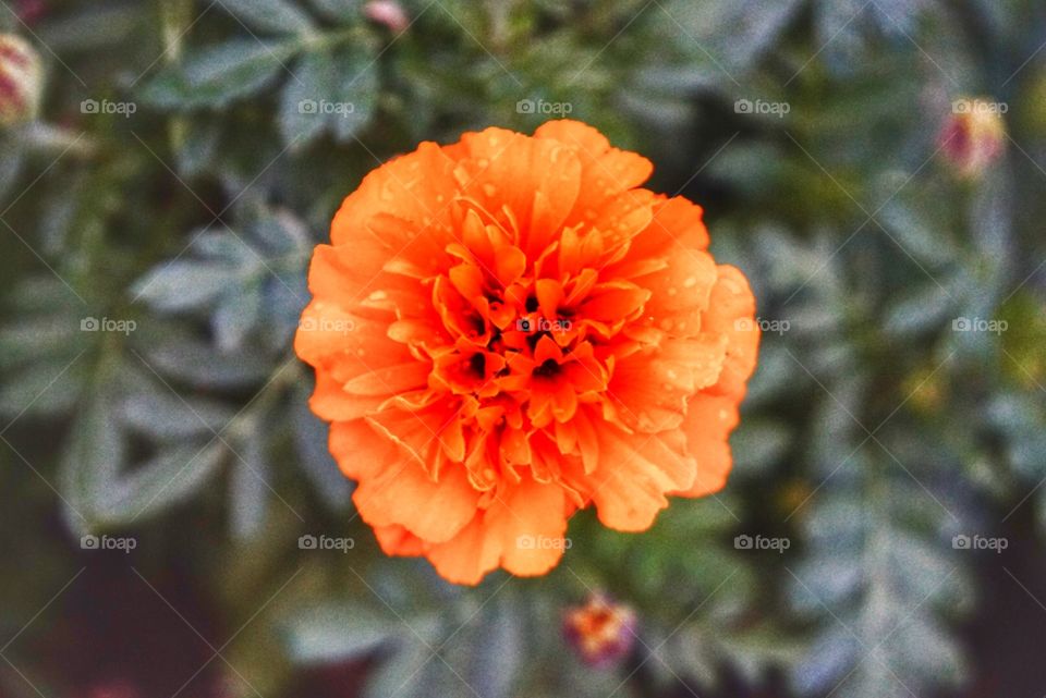 Orange Flower