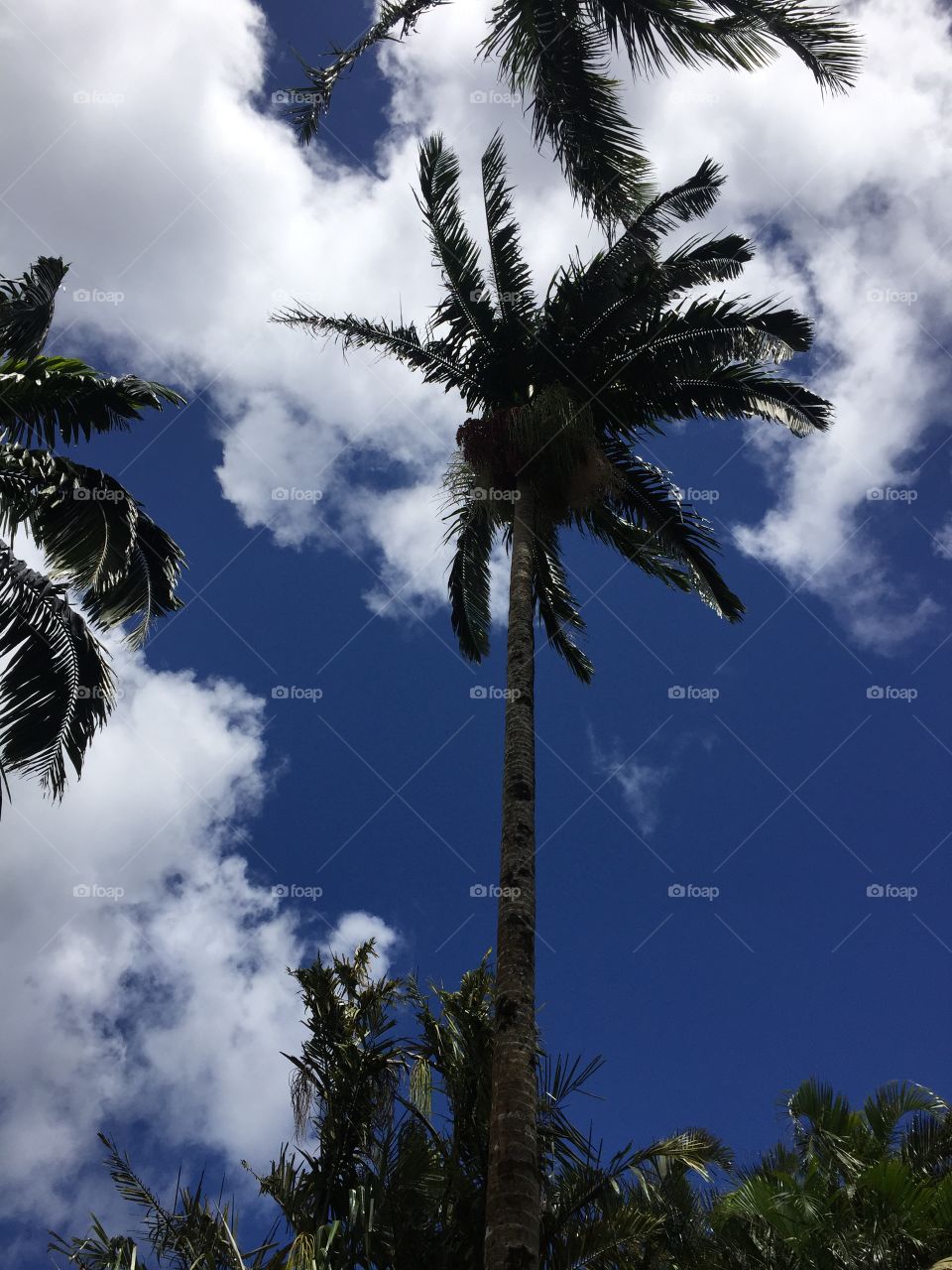 Hawaii palm tree 