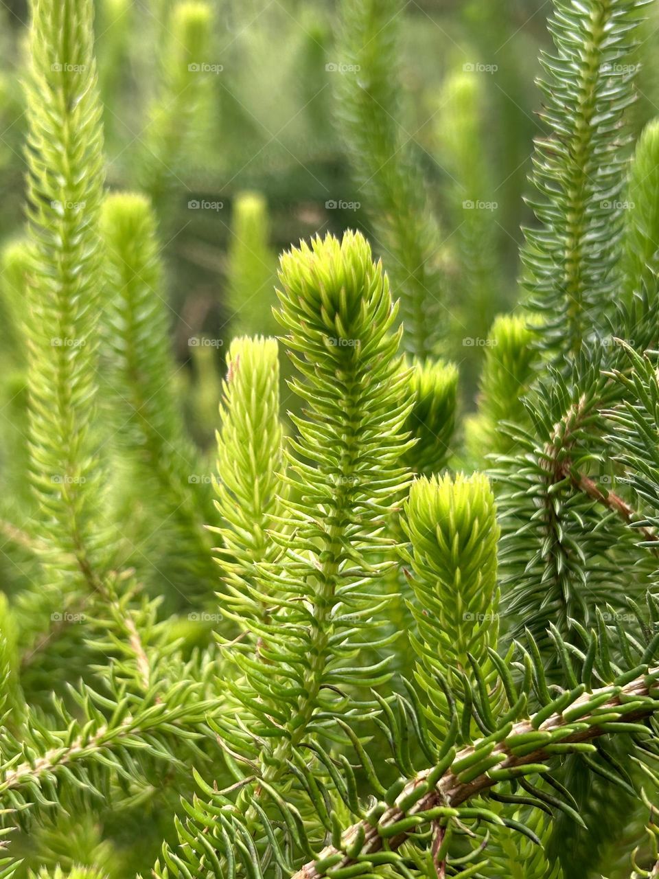 Green Huperzia Selago