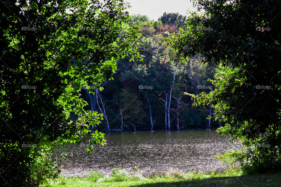 lake with trees