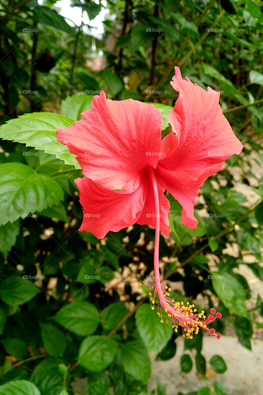 Red Hibiscus flower on a green background