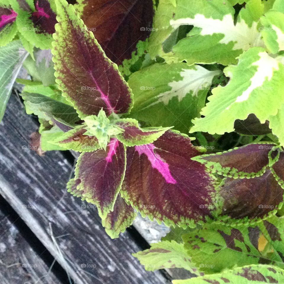 Coleus 