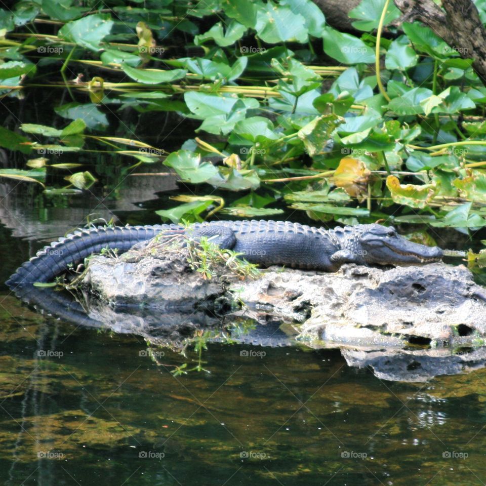 Alligator . Alligator laying by River 