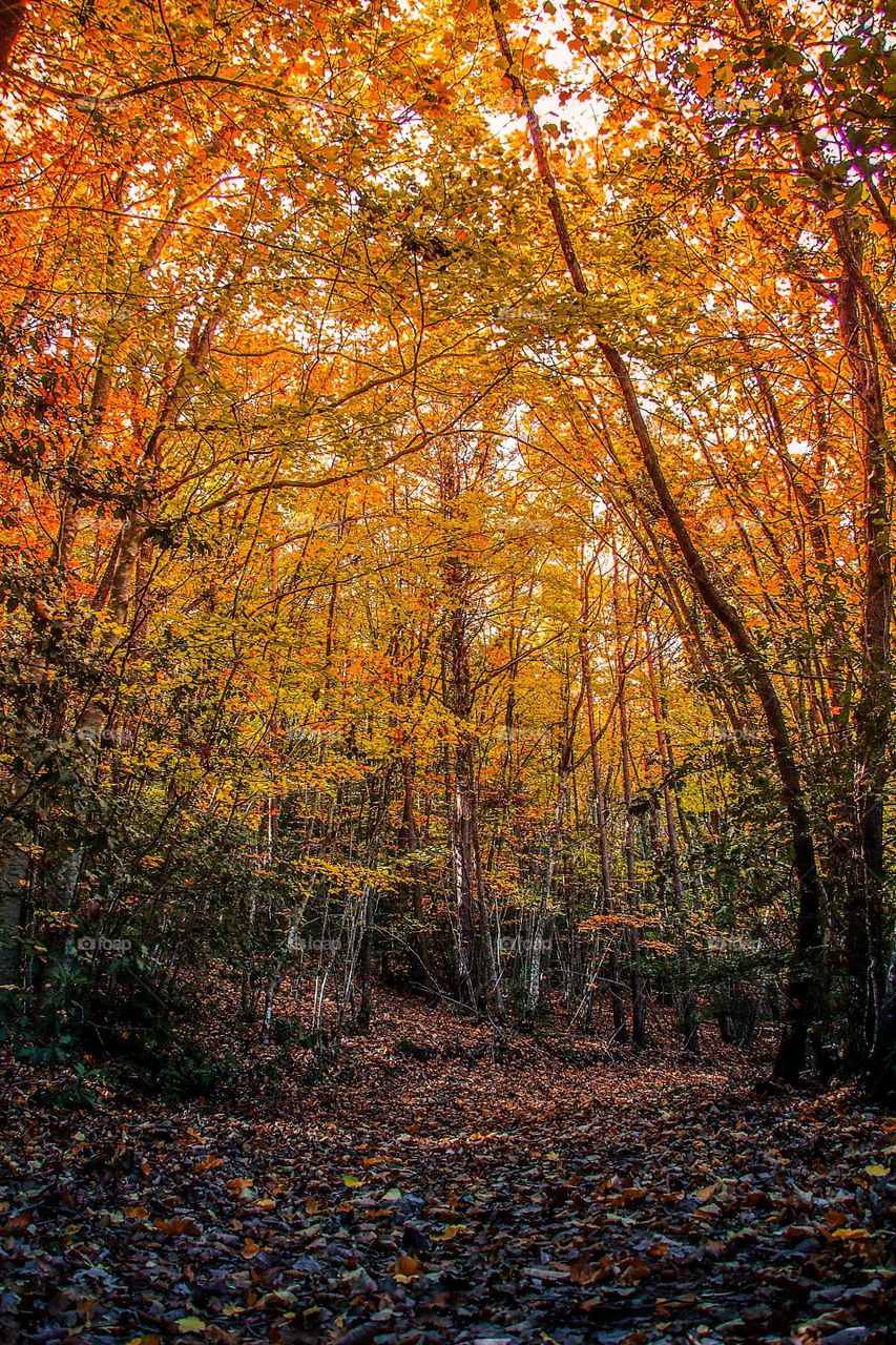 autumn landscape forest