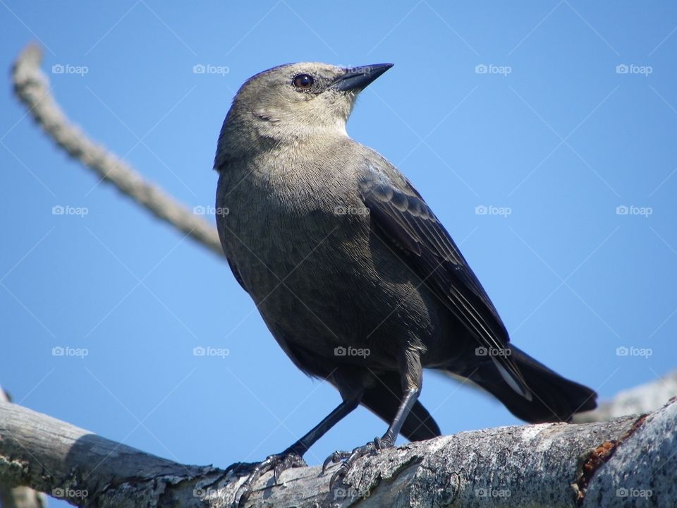 Bird in Tree. Bird enjoying a bit of sunshine 