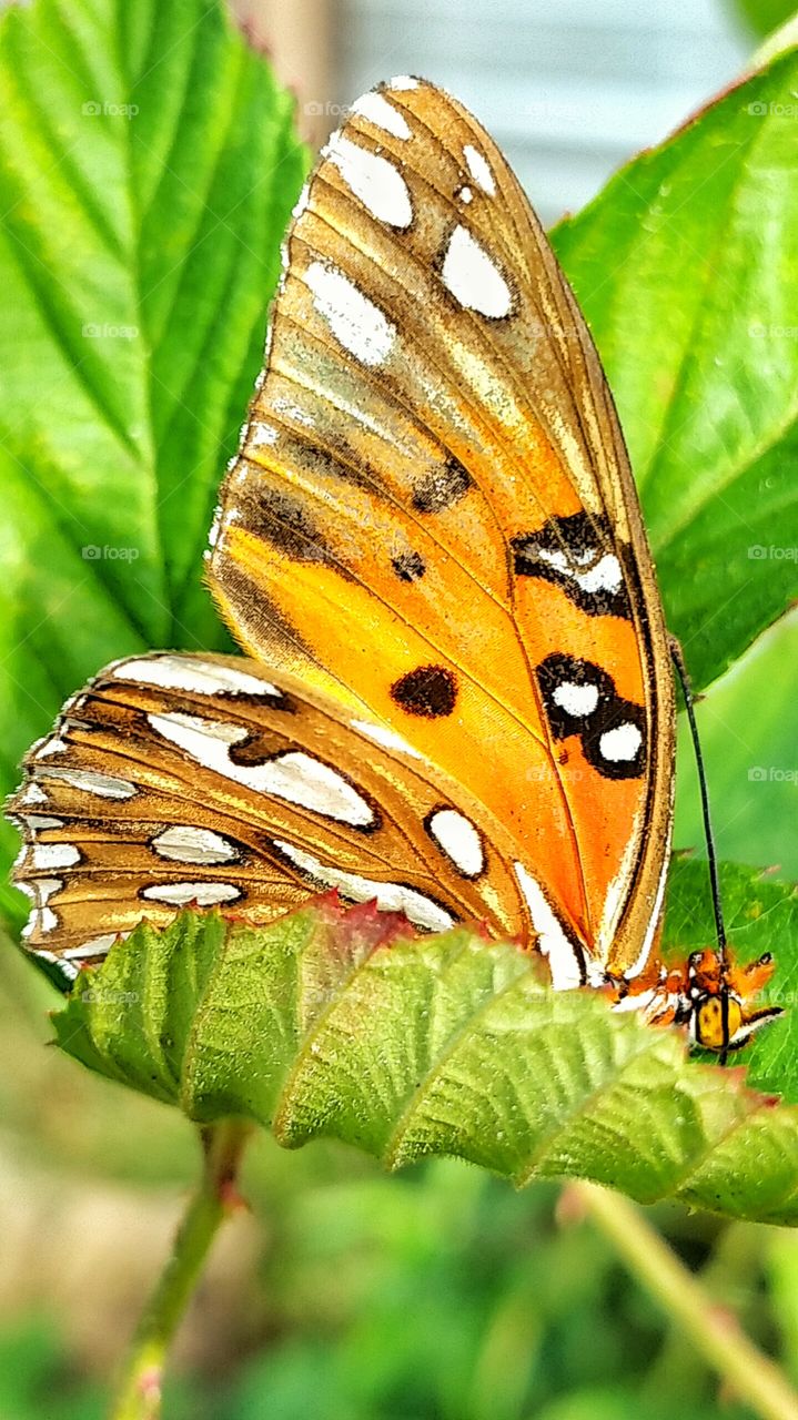 macro close up monarch butterfly