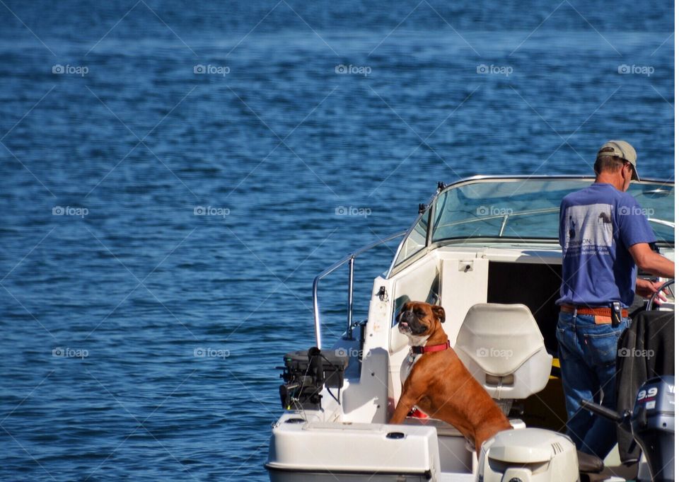 Boxer on a boat