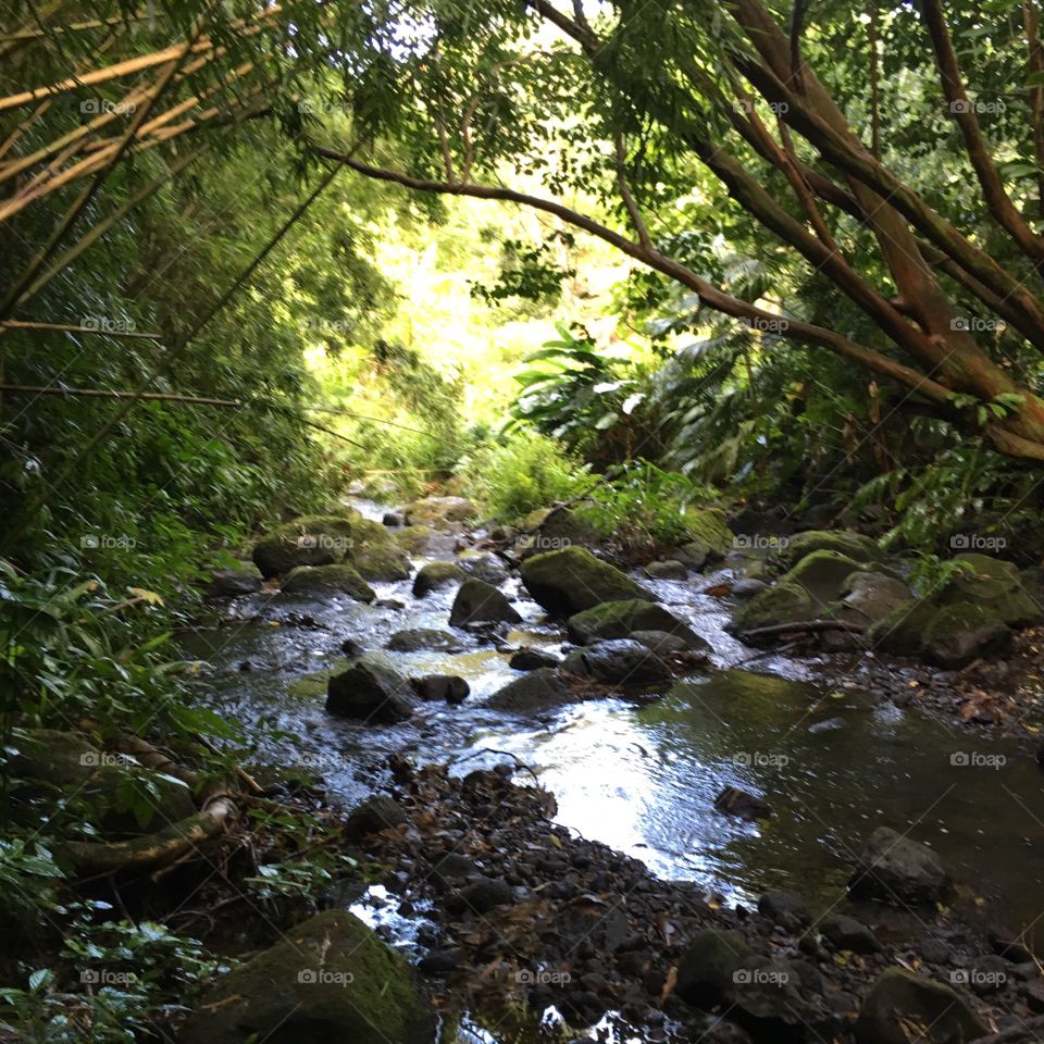 Hawaiian rain forest