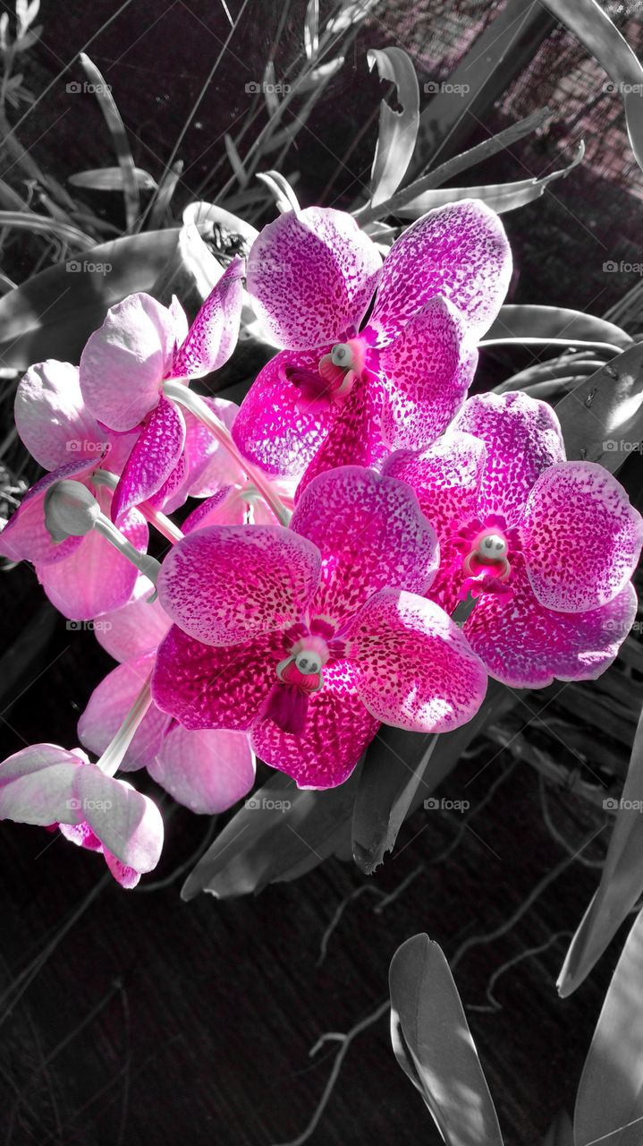O brilho do sol nas flores de orquídeas.