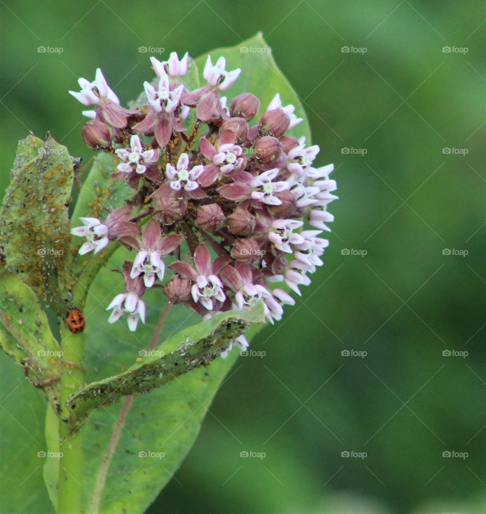 Lovely pink common milkweed flower (asclepias syriaca) with orange and black milkweed beetle
