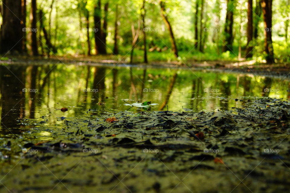 landscape green trees pond by flatblackoverchrome