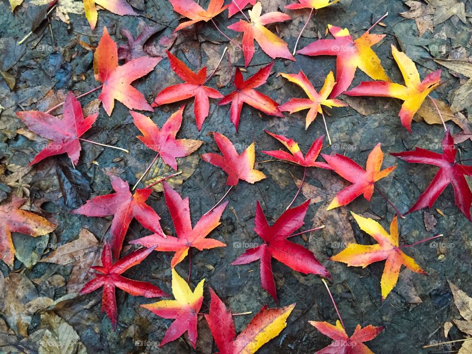 Close-up of autumn leafs