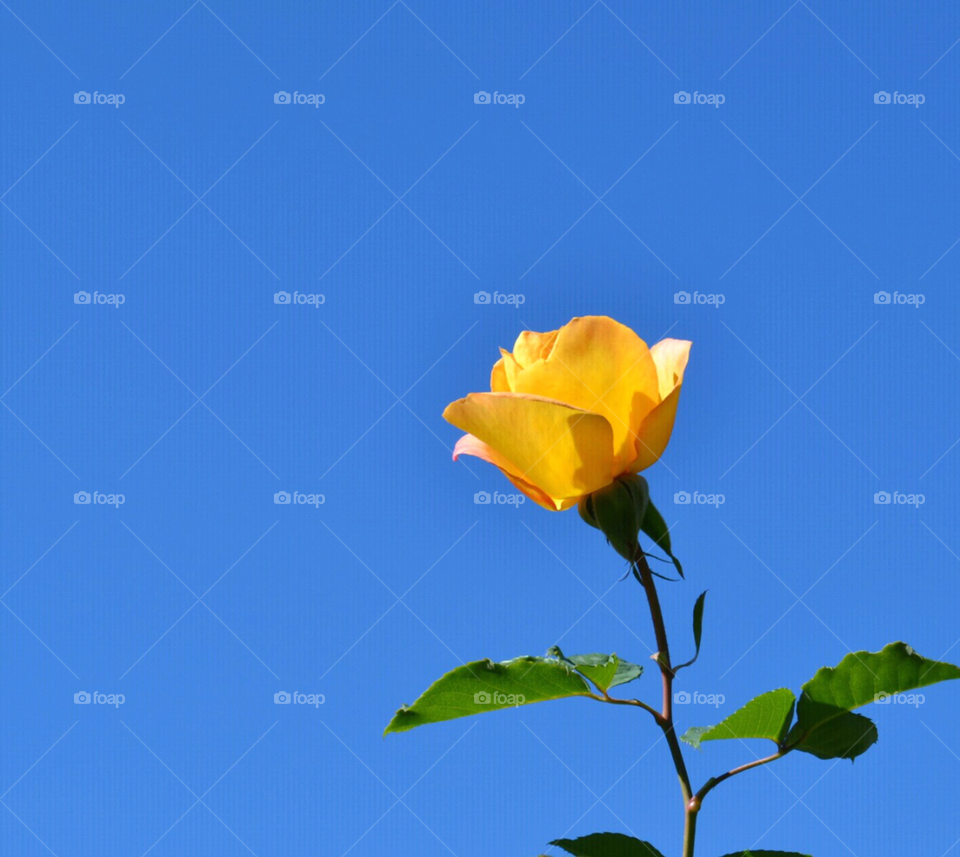 Small yellow rose against a clear blue sky